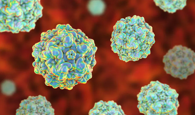 ȮϸС����֪���٣�